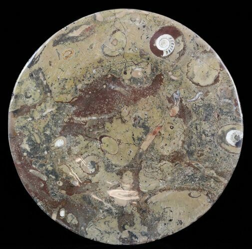 / Fossil Orthoceras & Goniatite Plate - Stoneware #58555